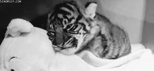 Adorable Little Predators Trying To Be Ferocious (17 gifs)