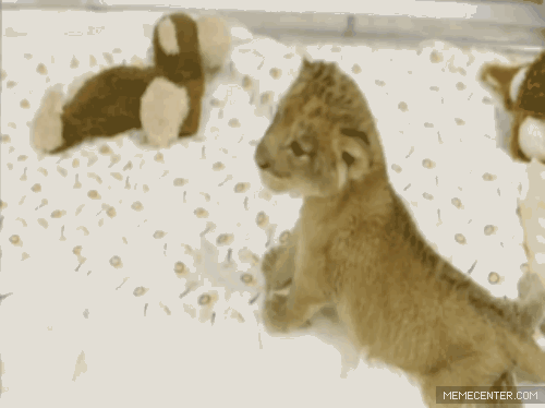 Adorable Little Predators Trying To Be Ferocious (17 gifs)