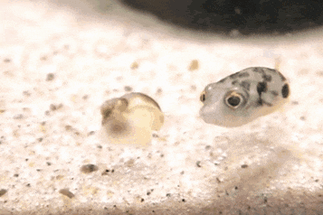 Adorable Little Predators Trying To Be Ferocious (17 gifs)