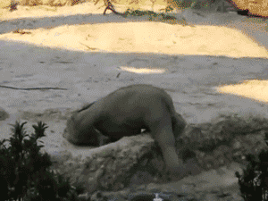 Adorable Little Predators Trying To Be Ferocious (17 gifs)