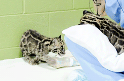 Adorable Little Predators Trying To Be Ferocious (17 gifs)