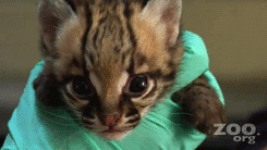 Adorable Little Predators Trying To Be Ferocious (17 gifs)