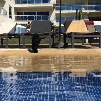 Adorable Little Predators Trying To Be Ferocious (17 gifs)