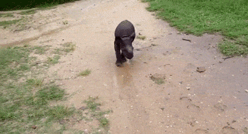 Adorable Little Predators Trying To Be Ferocious (17 gifs)
