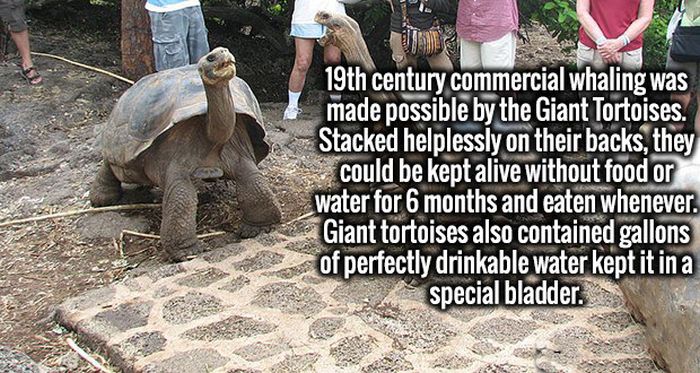Impressive Facts That Your Brain Is Going To Love (19 pics)