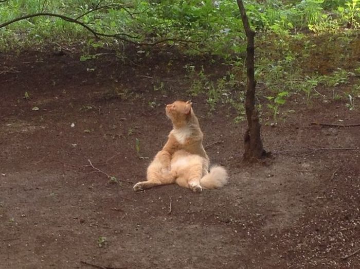 Acid Picdump (115 pics)