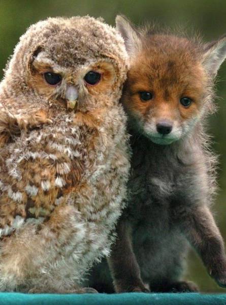 Acid Picdump (115 pics)