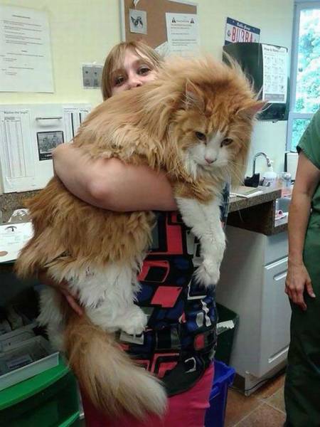 Acid Picdump (115 pics)