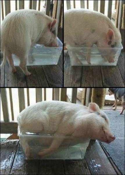 Acid Picdump (115 pics)