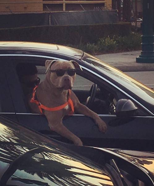 Acid Picdump (115 pics)
