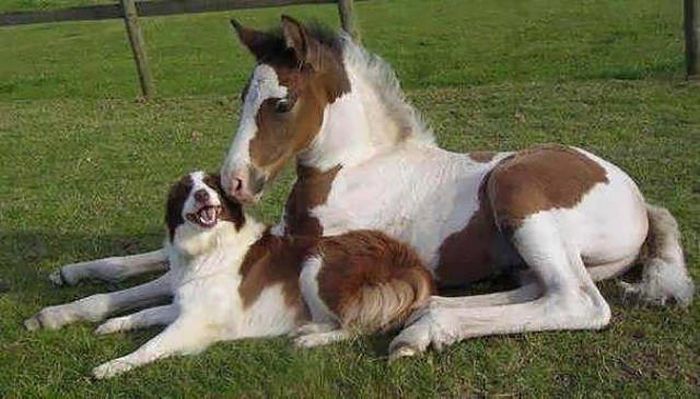 Surprising Animal Brothers Who Come From Different Mothers (53 pics)