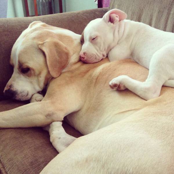 Surprising Animal Brothers Who Come From Different Mothers (53 pics)