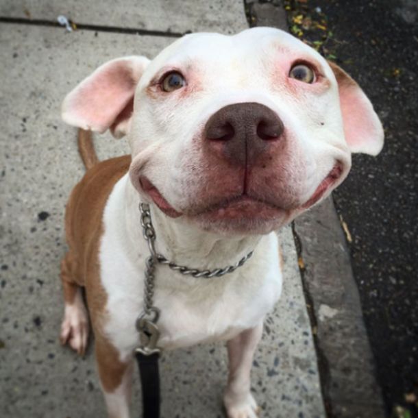 Stray Pit Bull Has A Permanent Smile Now Thanks To A Loving Owner (8 pics)