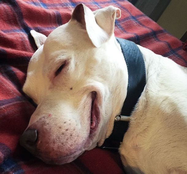 Stray Pit Bull Has A Permanent Smile Now Thanks To A Loving Owner (8 pics)