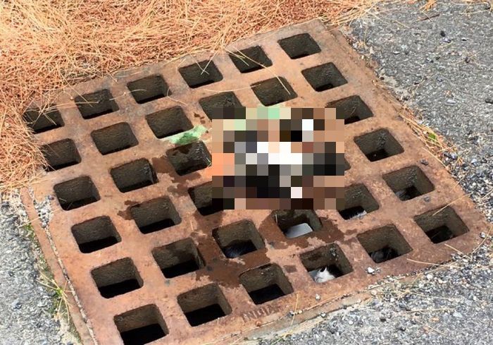 Firefighters Rescue Cat Stuck In A Terrible Spot (6 pics)