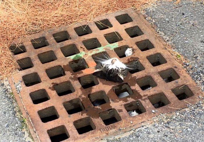 Firefighters Rescue Cat Stuck In A Terrible Spot (6 pics)