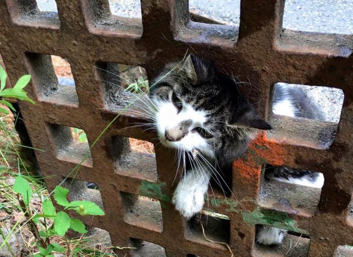 Firefighters Rescue Cat Stuck In A Terrible Spot (6 pics)