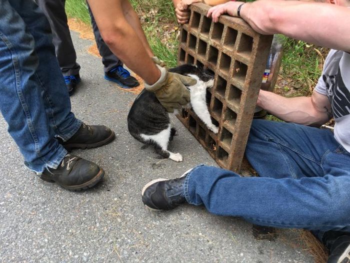 Firefighters Rescue Cat Stuck In A Terrible Spot (6 pics)