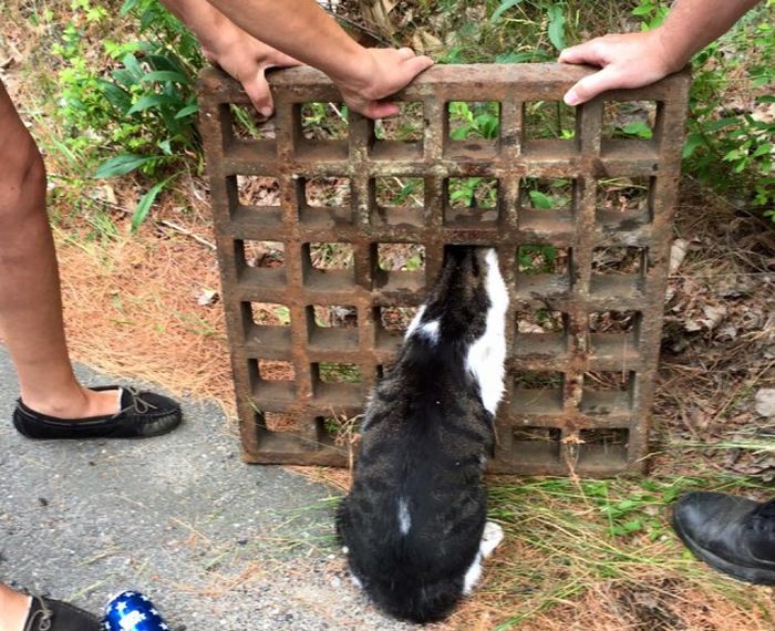 Firefighters Rescue Cat Stuck In A Terrible Spot (6 pics)