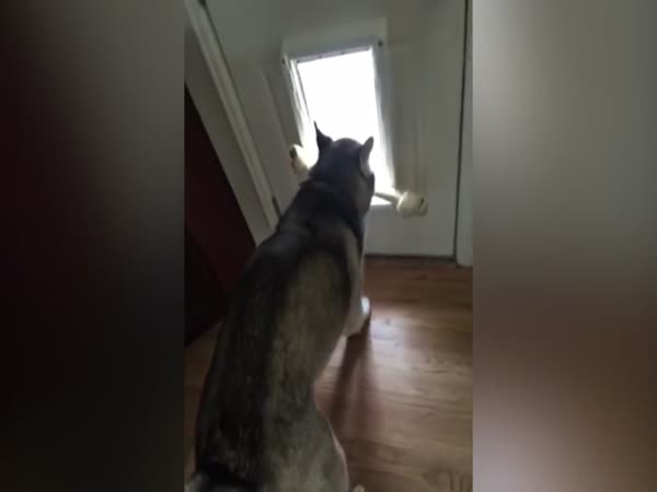 Dog Can't Get Bone Through Doggy Door