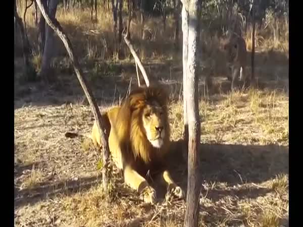 Lioness Scares Lion