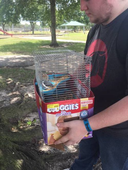 Abandoned Animals Rescued By Pokemon Go Players (5 pics)