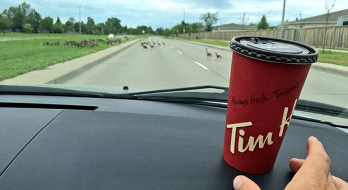 Things Your Eyes Will Only See When You Take A Trip To Canada (47 pics)