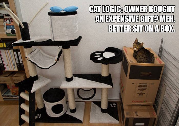 There's Just Something About Boxes That Cats Seem To Love (19 pics)