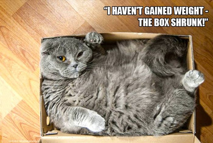 There's Just Something About Boxes That Cats Seem To Love (19 pics)