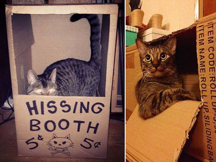 There's Just Something About Boxes That Cats Seem To Love (19 pics)