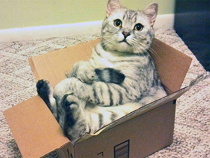 There's Just Something About Boxes That Cats Seem To Love (19 pics)