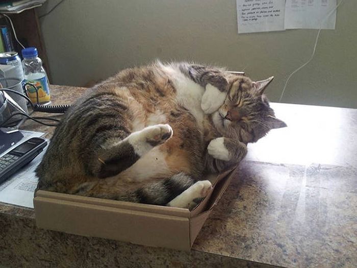 There's Just Something About Boxes That Cats Seem To Love (19 pics)