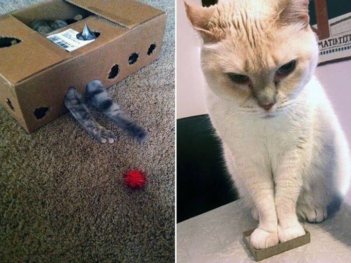 There's Just Something About Boxes That Cats Seem To Love (19 pics)