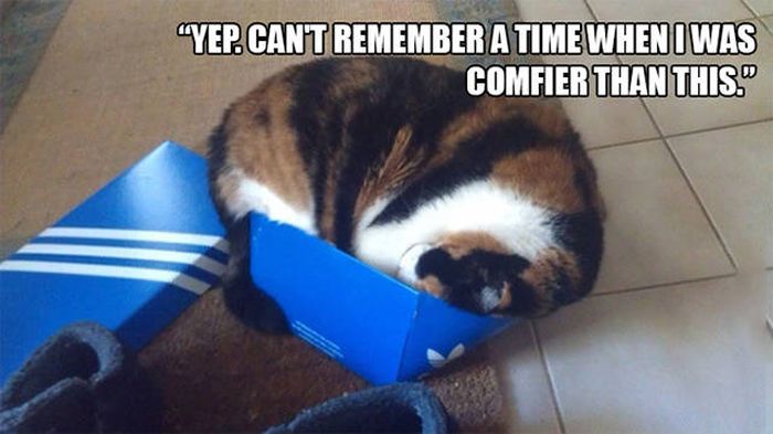 There's Just Something About Boxes That Cats Seem To Love (19 pics)