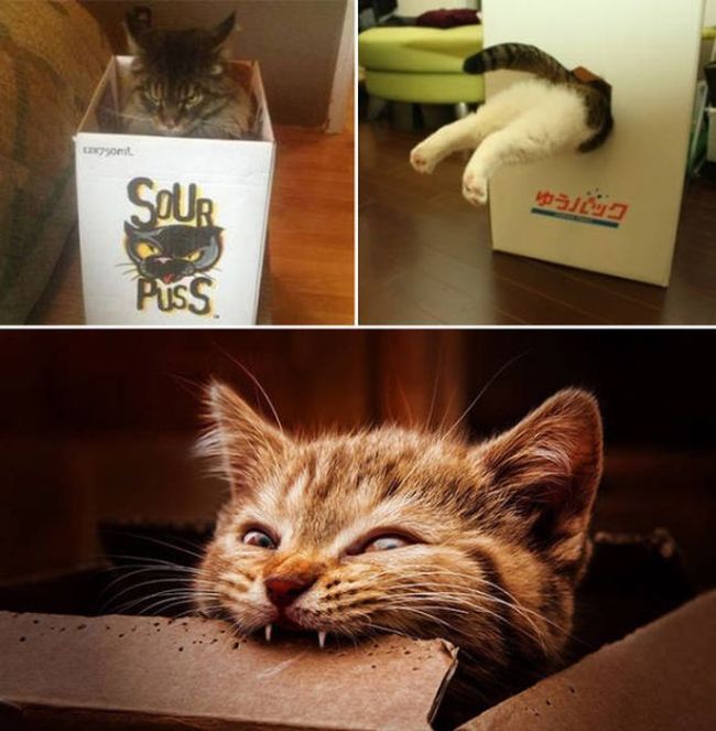 There's Just Something About Boxes That Cats Seem To Love (19 pics)