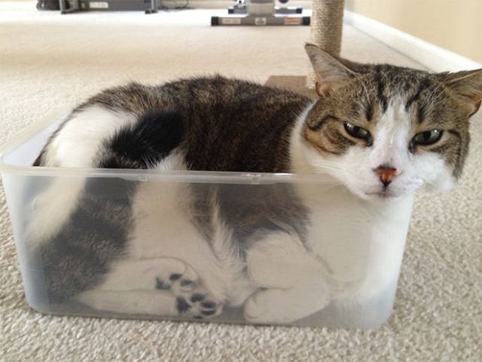 There's Just Something About Boxes That Cats Seem To Love (19 pics)