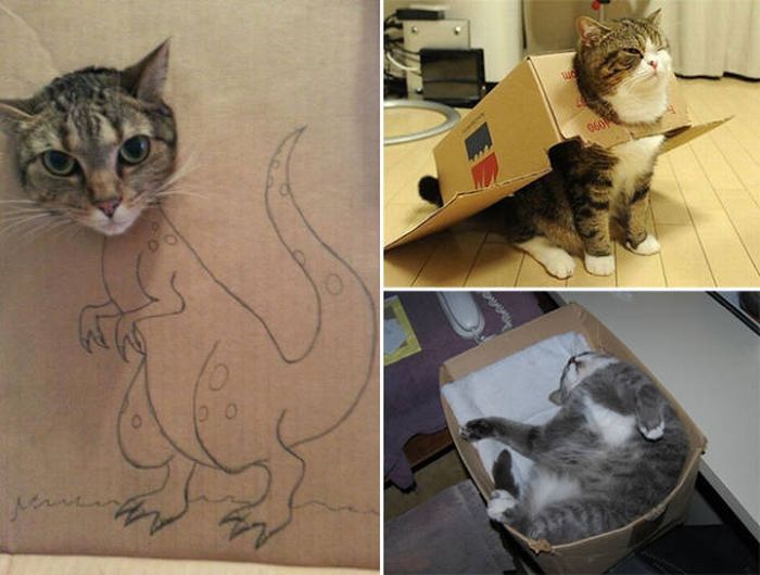 There's Just Something About Boxes That Cats Seem To Love (19 pics)