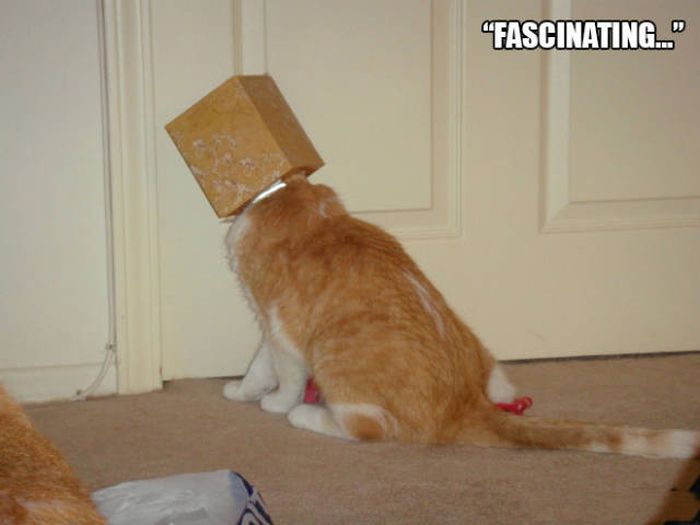 There's Just Something About Boxes That Cats Seem To Love (19 pics)