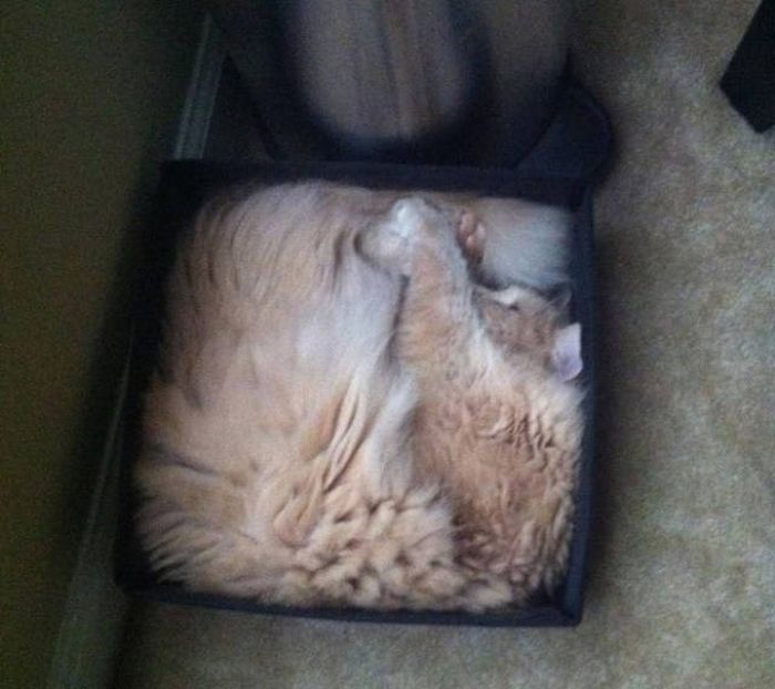 There's Just Something About Boxes That Cats Seem To Love (19 pics)