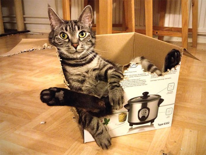 There's Just Something About Boxes That Cats Seem To Love (19 pics)