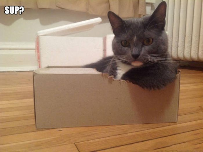 There's Just Something About Boxes That Cats Seem To Love (19 pics)