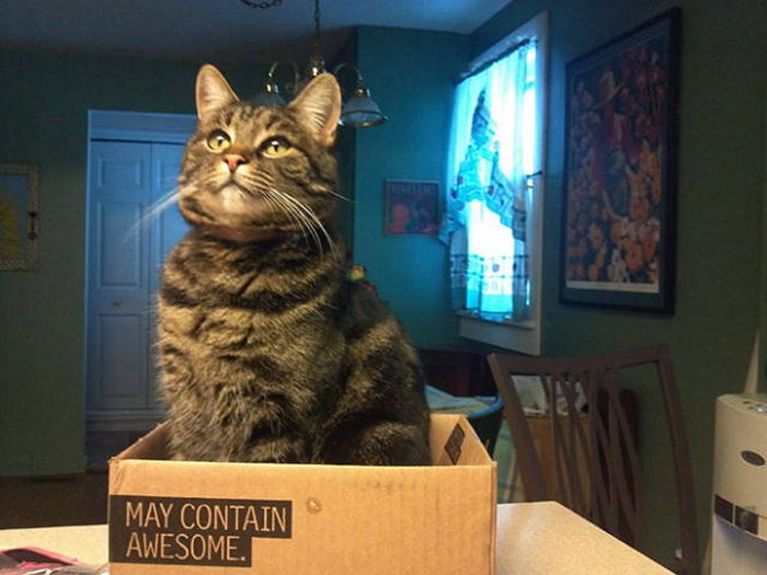 There's Just Something About Boxes That Cats Seem To Love (19 pics)