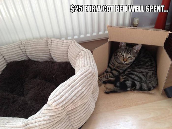 There's Just Something About Boxes That Cats Seem To Love (19 pics)