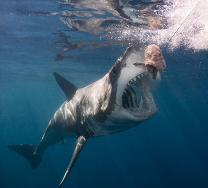 Terrifying Photos Show A Gargantuan Shark Off The Coast Of Mexico (3 pics)