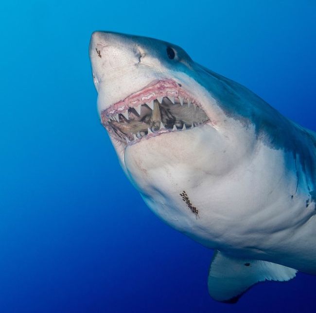 Terrifying Photos Show A Gargantuan Shark Off The Coast Of Mexico (3 pics)