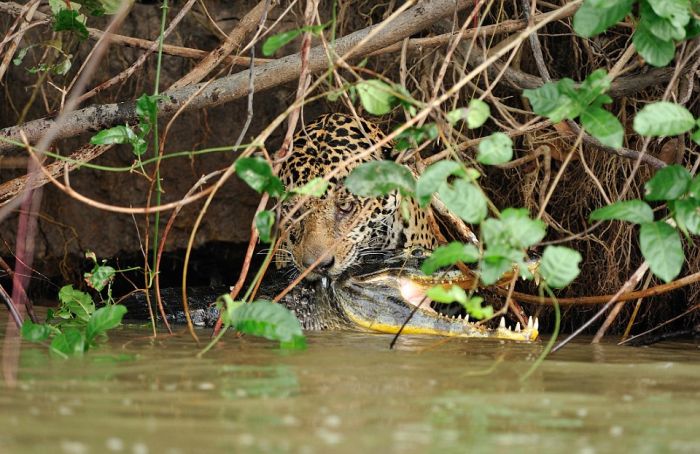 Jaguar Pulls A Crocodile Out A River Using Its Teeth (6 pics)