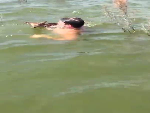 Guy Saves Baby Deer From Drowning