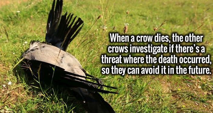 Invigorating Facts That Will Turn Your Ignorance Into Intelligence (20 pics)