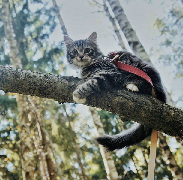 Going Camping With A … Cat? (60 pics)