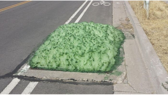 Utah Residents Baffled By Mysterious Green Foam (6 pics)